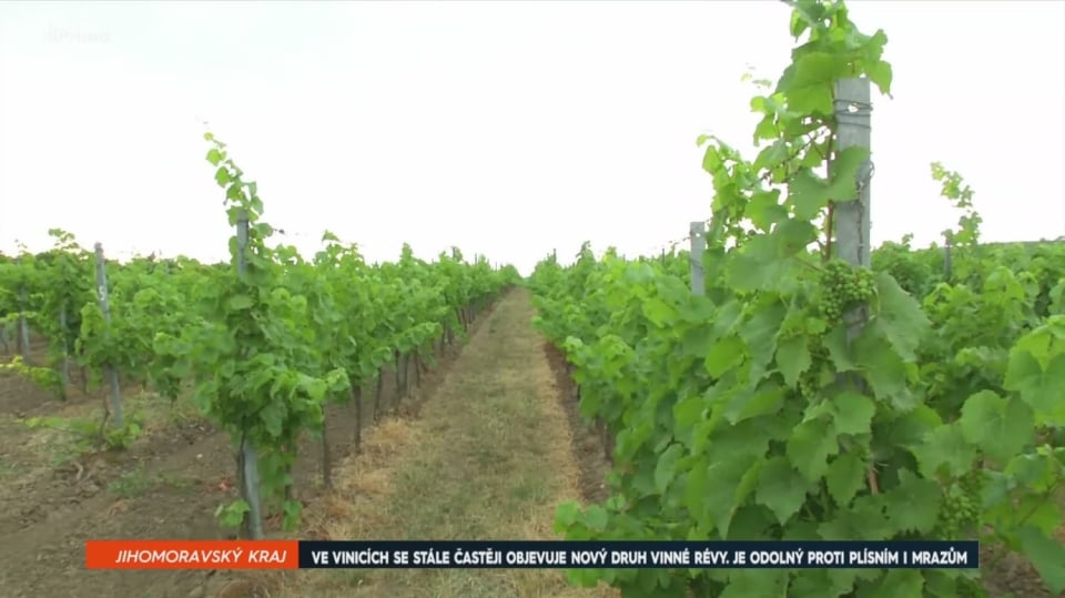 17. 6. 2018 ZPRÁVY: VE VINICÍCH SE STÁLE ČASTĚJI OBJEVUJE NOVÝ DRUH VINNÉ RÉVY. JE ODOLNÝ PROTI PLÍSNÍM I MRAZŮM